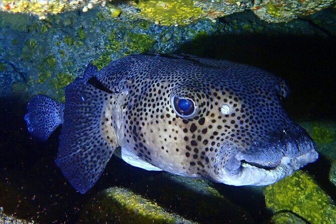 Small Group Snorkeling in Abades Bay with Licensed Guide - Snorkeling on your own after the guide: how to make it count