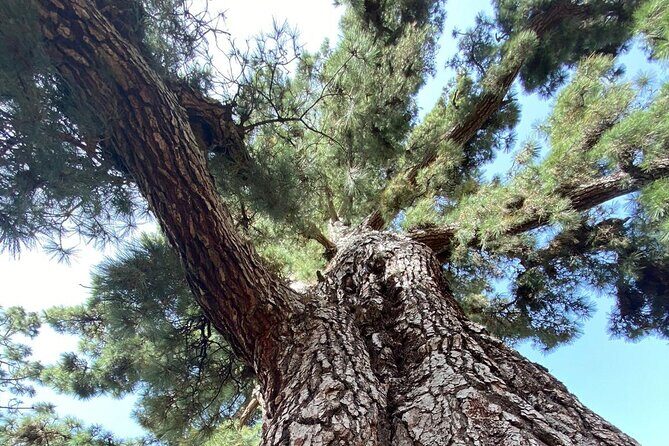 Small Group Teide National Park Volcanic and Forest Wonders - Price and logistics: what your $78.64 buys, and what costs extra