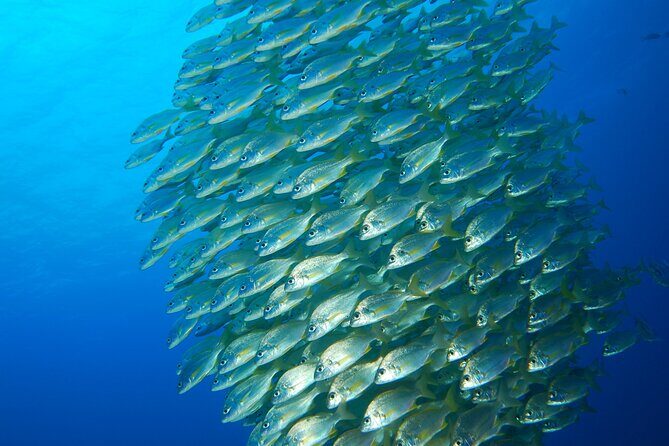 Snorkel Rental 24h, discover Tenerifes Ocean on your own! - What You Actually Get: Fins, Mask, Snorkel, Wetsuit, Weights
