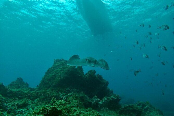 Snorkeling excursion in the Rayas and Turtles Zone - Marina del Sur by boat or Abades from shore: how sea state changes your day