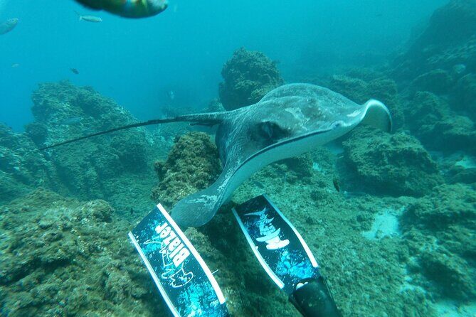 Snorkeling excursion in the Rayas and Turtles Zone - Your time in the water: small group, big attention