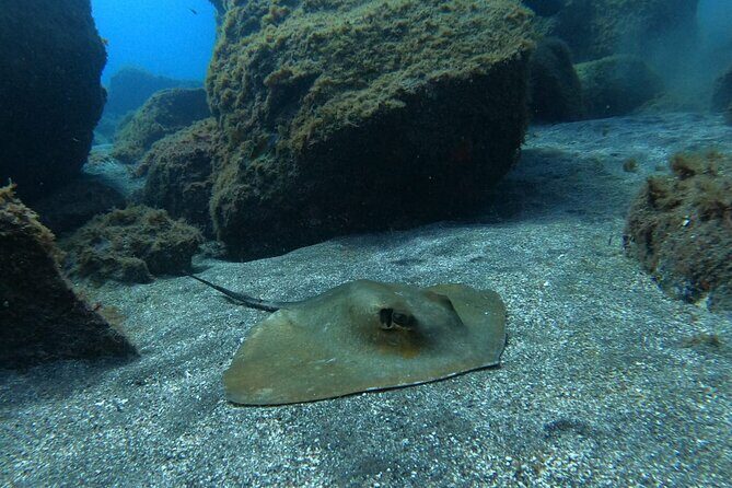 Snorkeling excursion in the Rayas and Turtles Zone - Animal sightings: turtles, rays, and the day the guide still delivered