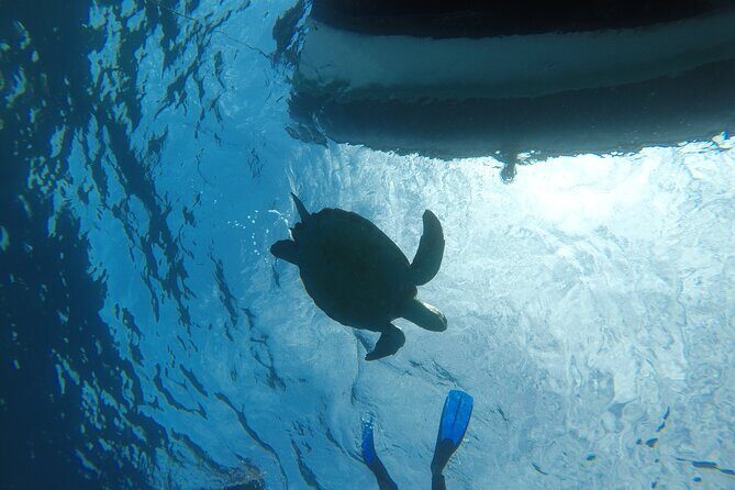 Snorkeling excursion in the Rayas and Turtles Zone - The guide factor: Paco’s patient coaching and ethical approach