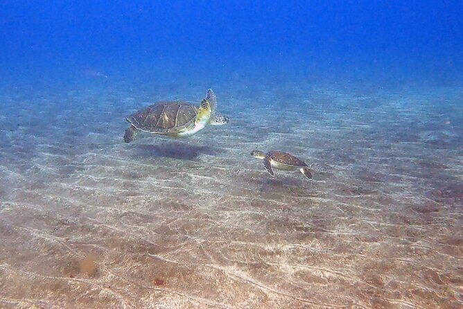 Snorkeling excursion in the Rayas and Turtles Zone - Where you meet in Abades, and what “returned to start” really means
