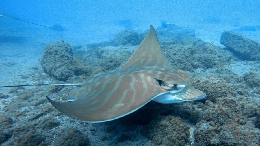 South Tenerife: Guided Snorkeling - South Tenerife shore snorkeling: what the 50 minutes feels like