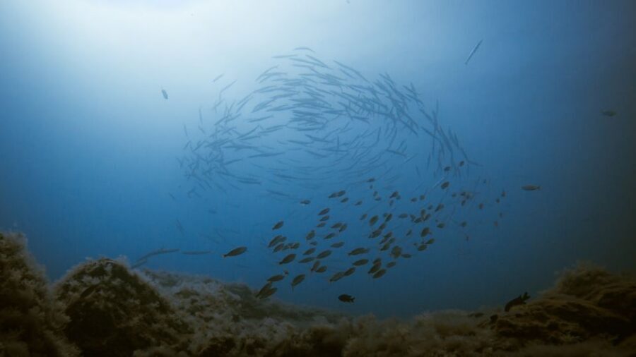South Tenerife: Guided Snorkeling - Instructors and language: how Jose and Mate set expectations