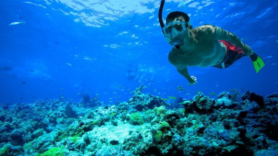 South Tenerife: Guided Snorkeling - Getting from your hotel to the dive center (and getting fitted)