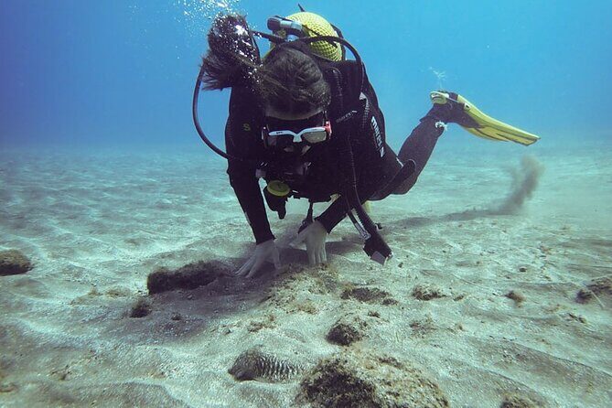 SSI basic diver In Tenerife - 2 Dives - Key highlights before you go