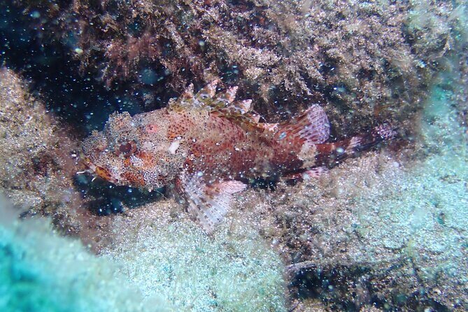 SSI basic diver In Tenerife - 2 Dives - SSI Basic Diver mini in El Médano: the quick value play
