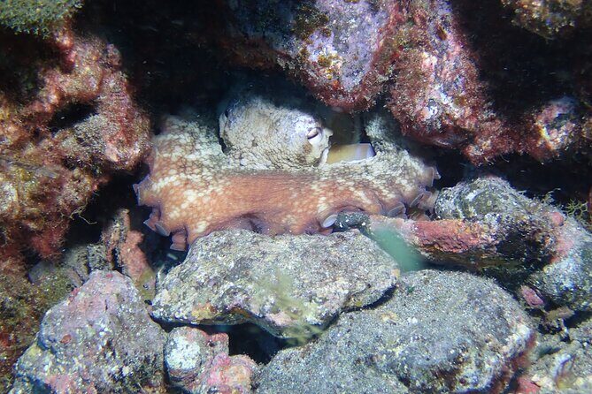 SSI basic diver In Tenerife - 2 Dives - How this connects to SSI Scuba Diver and Open Water