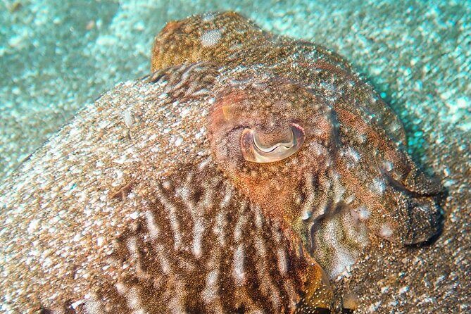 SSI basic diver In Tenerife - 2 Dives - The team and the small-group feel: why it matters in Tenerife
