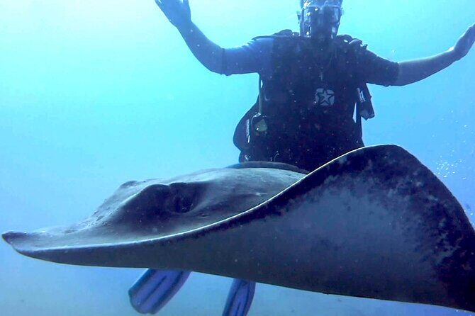SSI Open Water Diver Course in Tenerife - Why Tenerife’s clear water helps your SSI Open Water Diver course