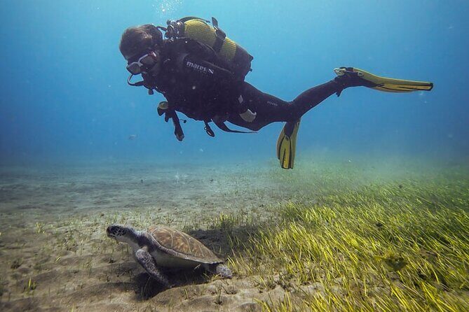 SSI Open Water, South Tenerife - Key highlights to know before you go