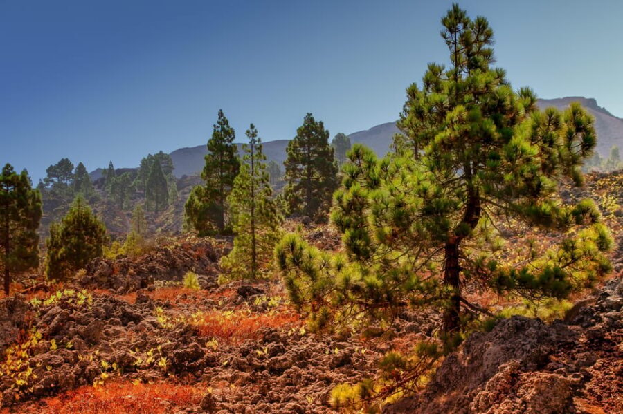 Teide: Guided Sunset & Stargazing Tour by Night with Dinner - Key Highlights You’ll Care About