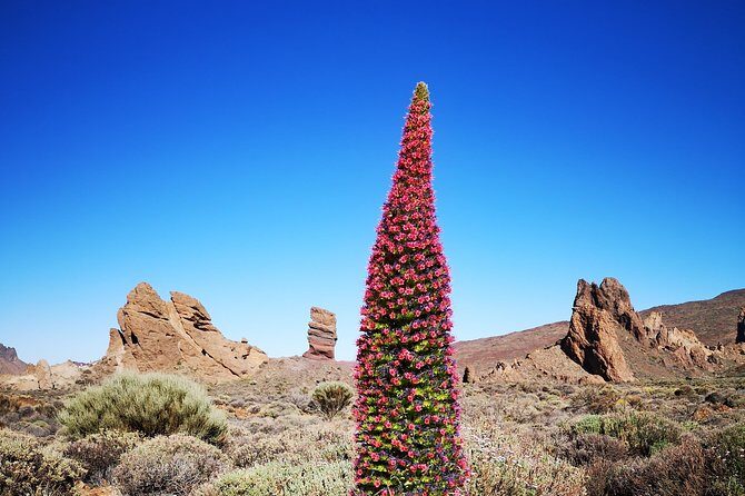 Teide National Park for smaller groups - Mirador de Boca Tauce: lava views toward Mount Teide