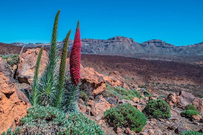 Teide National Park Half Day Tour with Hotel Pick up - Roques de García and Pico Viejo: Two Photo Stops Worth Chasing