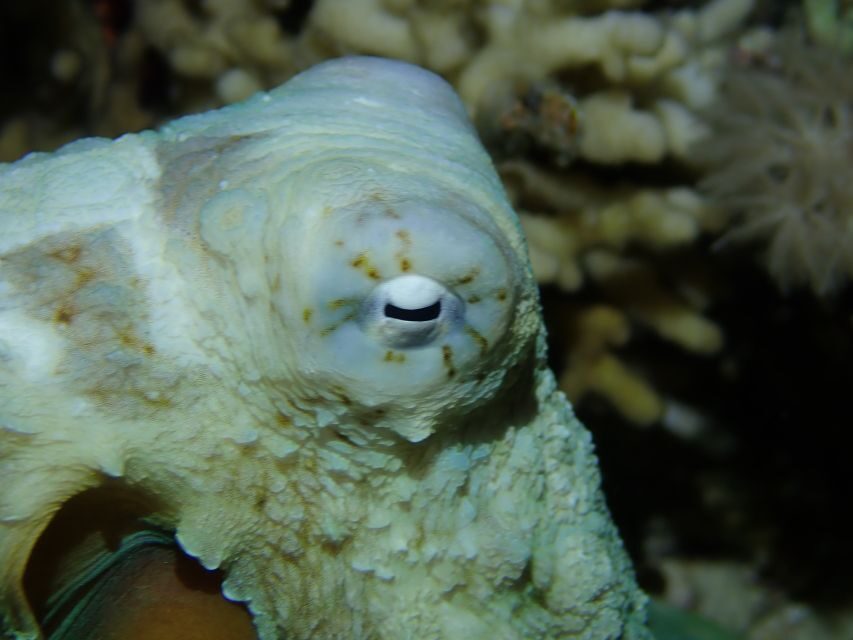 Tenerife: 2-Dive Private Scuba Discovery Course - Gear, Quick Training, Then Out on the Water