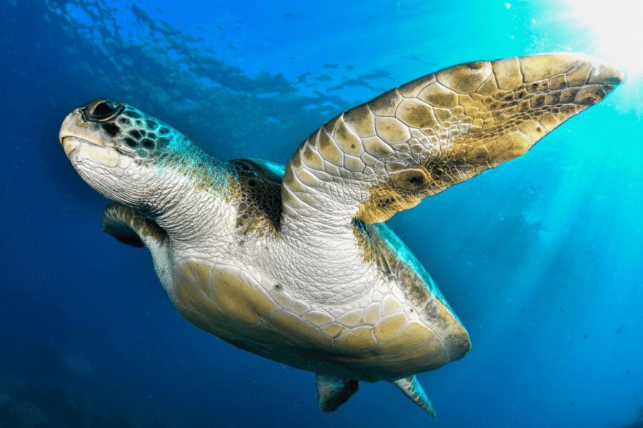 Tenerife: 2-Dive Private Scuba Discovery Course - Who This Course Fits Best (and Who Should Skip It)