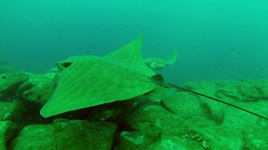 Tenerife: 2 Diving Sessions for Certified Divers - What the Underwater Sites Usually Feel Like