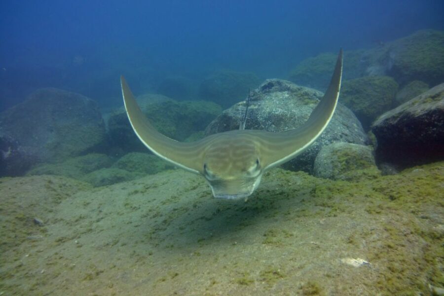 Tenerife: 2 Diving Sessions for Certified Divers - Price and Logistics: What $94 Really Buys