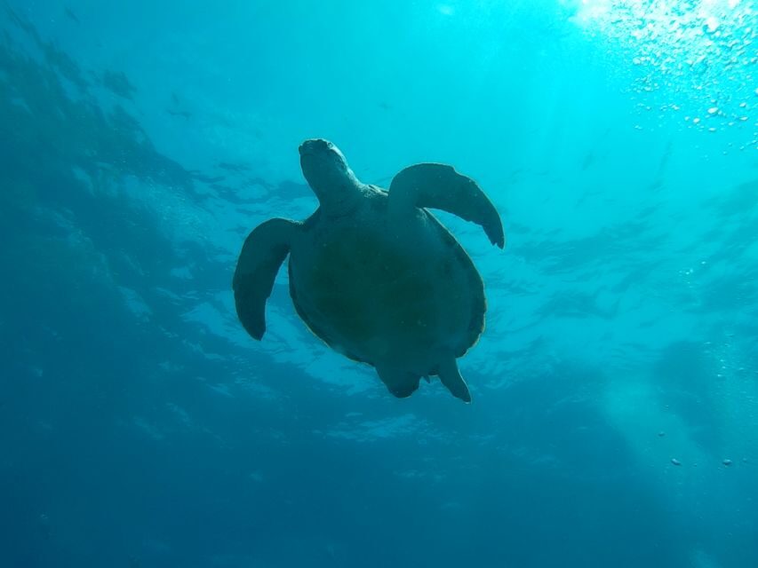 Tenerife: 2 Diving Sessions for Certified Divers - Meeting Up, Transport, and Getting Started Without Fuss