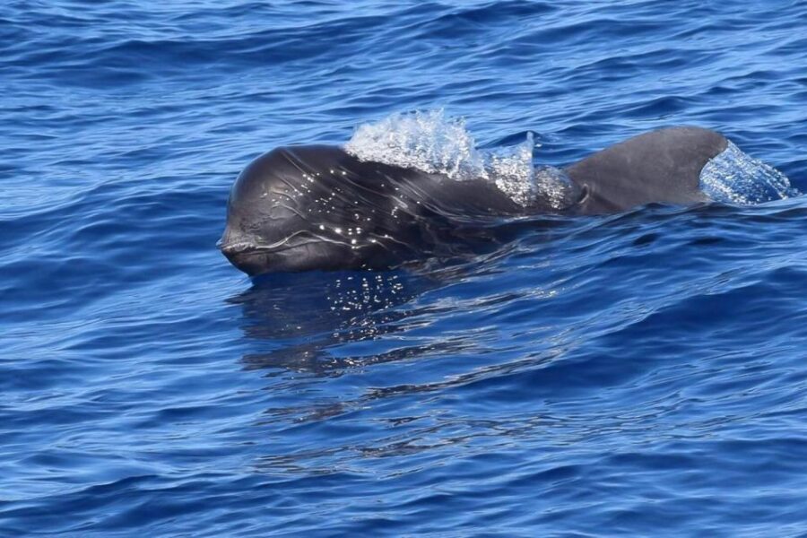 Tenerife: 3 &-6 Hour Private Whale & Dolphin Watching - Key takeaways before you go