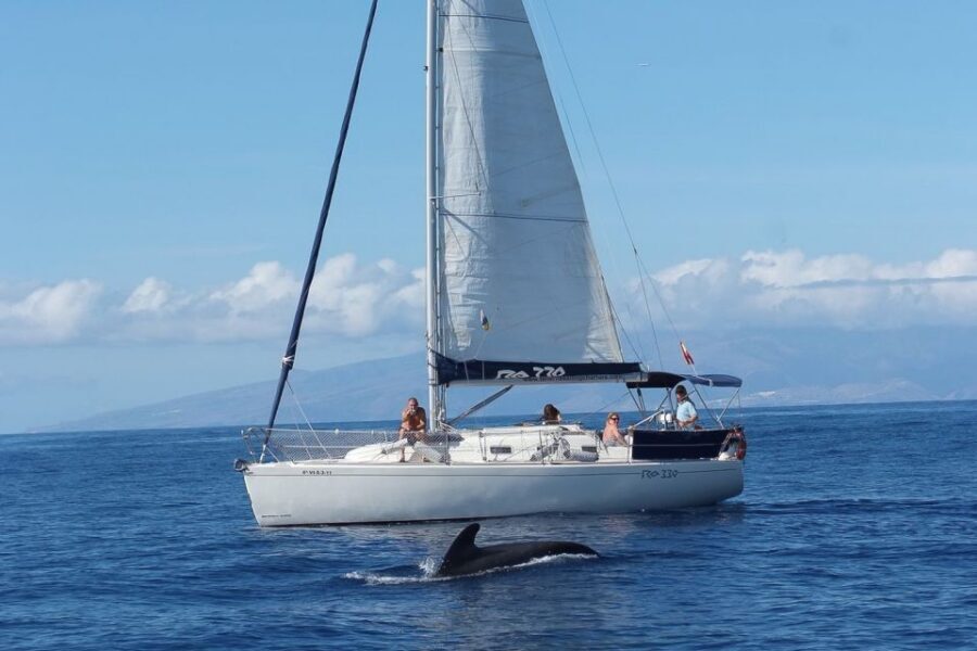 Tenerife: 3 &-6 Hour Private Whale & Dolphin Watching - Setting Sail From Puerto Colón Marina on the Gran Azor