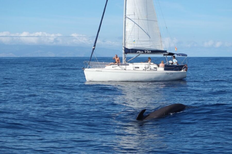 Tenerife: 3 &-6 Hour Private Whale & Dolphin Watching - The Marine Life You’re Looking For Off Tenerife South