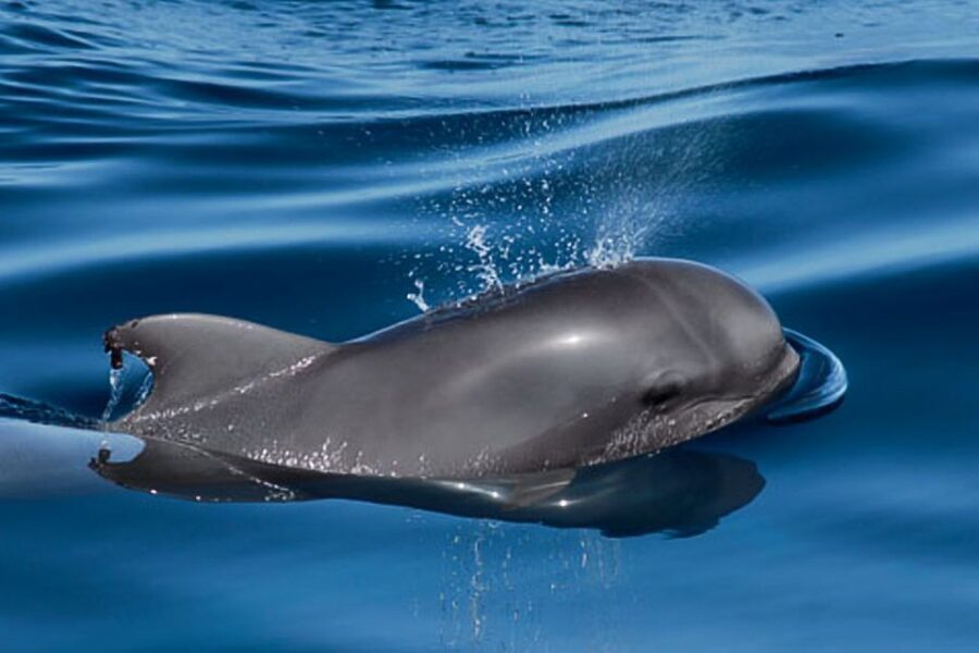Tenerife: 3 &-6 Hour Private Whale & Dolphin Watching - What’s Included: Snorkel Equipment, Food, and Drinks