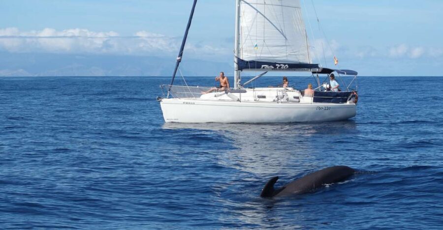 Tenerife: 3 &-6 Hour Private Whale & Dolphin Watching - Who This Whale and Dolphin Watch Suits Best