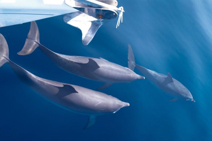 Tenerife: 3 &-6 Hour Private Whale & Dolphin Watching - How Sonar Changes the Whale-and-Dolphin Game