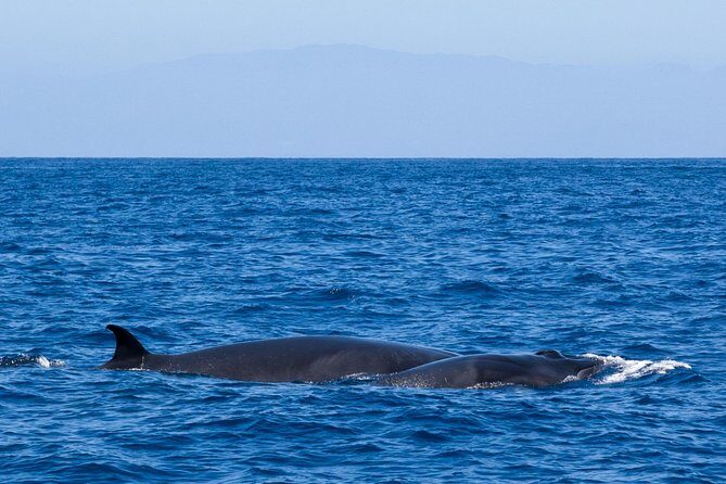 Tenerife 3-Hour Discover Whales and Dolphins - Price and value: is $70.68 a good deal?
