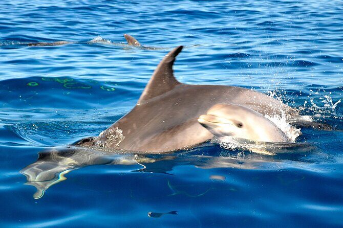 Tenerife 3-Hour Discover Whales and Dolphins - Tips to get the most out of your trip