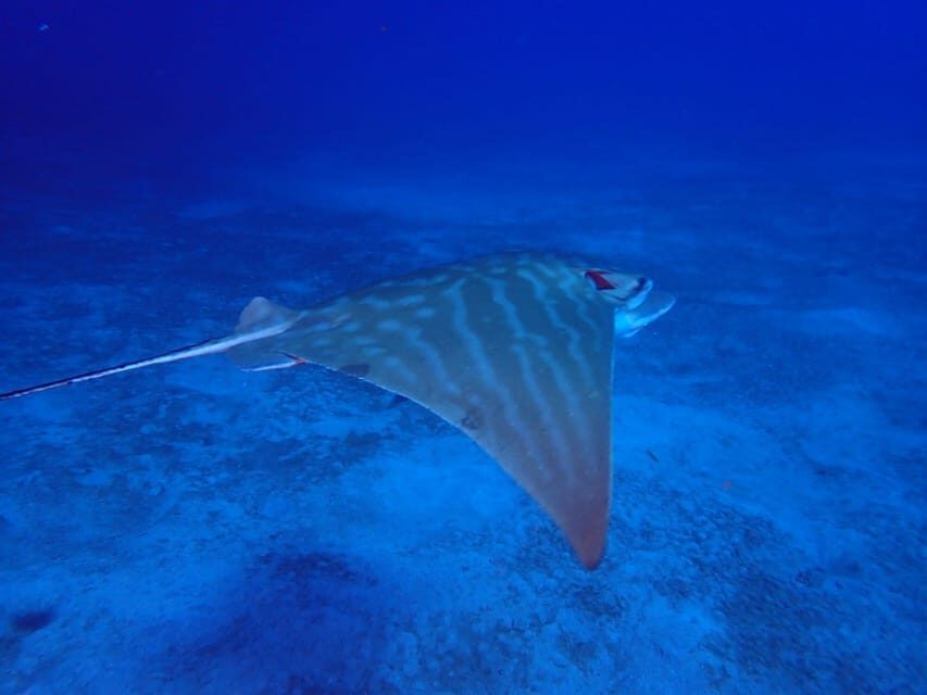 Tenerife: Abades Beach Beginner Diving Experience - Who should book, and who should skip it