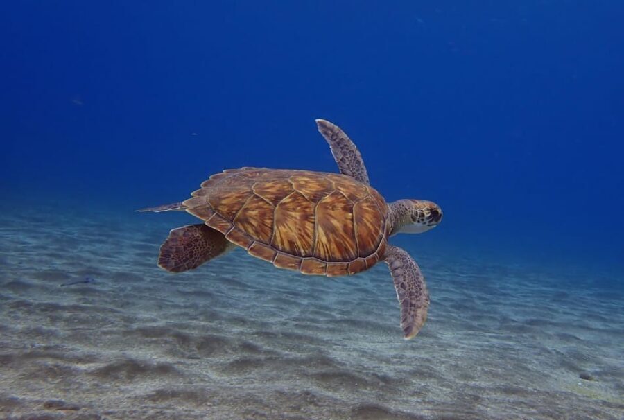 Tenerife: Abades Beach Beginner Diving Experience - Why Abades Beach is a smart start in Tenerife