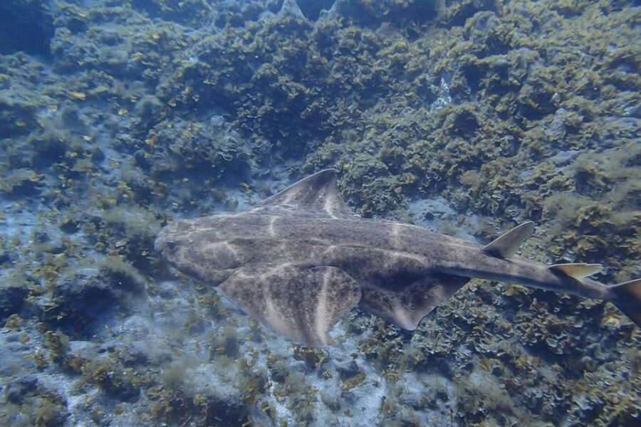 Tenerife: Abades Beach Beginner Diving Experience - Your 40 minutes underwater: what you’re actually doing at 10 meters