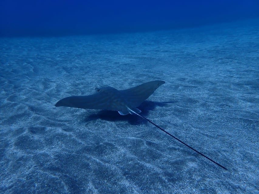 Tenerife: Abades Beach Beginner Diving Experience - The calm reset: free time on Playa Abades