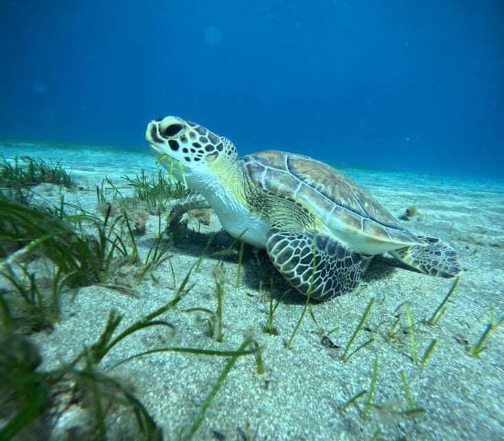 Tenerife: Abades Beach Beginner Diving Experience - Price and value: what $100 buys you, and what to budget