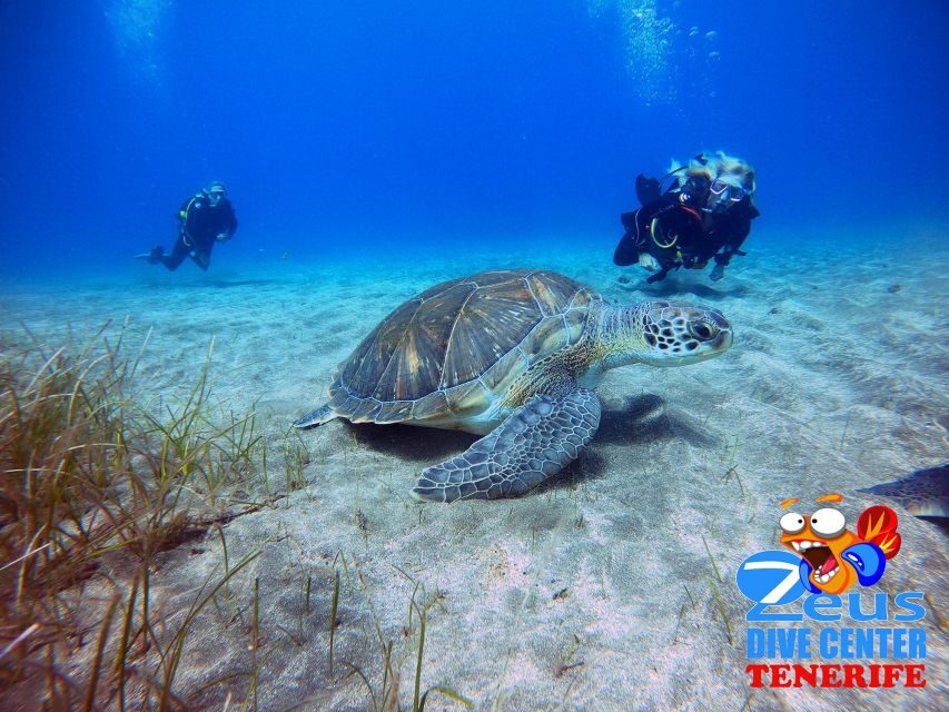 Tenerife: Abades Beach Beginner Diving Experience - Gear pick-up and the 30-minute safety talk that makes it feel easy