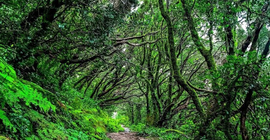 Tenerife: Anaga Rural Park Private Tour - Who this tour suits best
