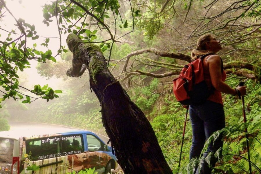 Tenerife: Anaga Rural Park Private Tour - The laurel forests and Laurisilva: why Anaga feels old