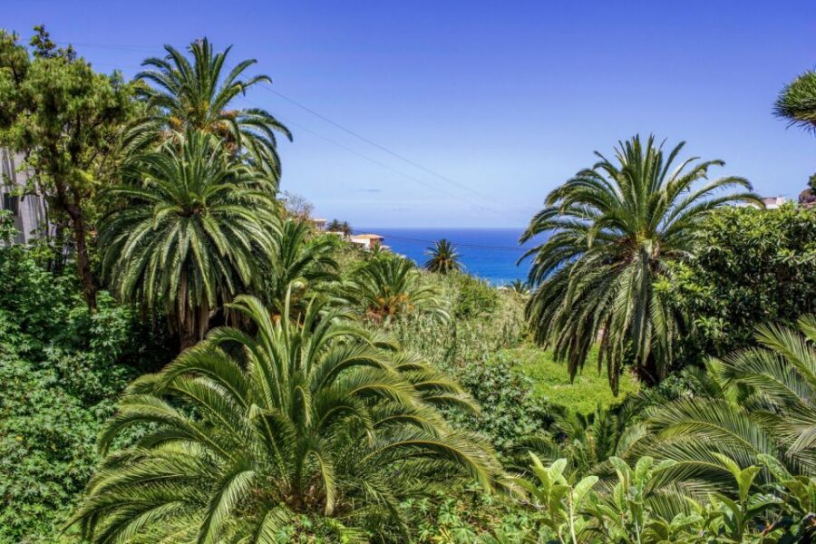 Tenerife: Anaga Rural Park Private Tour - Viewpoints over volcanic drops: that 550-meter moment