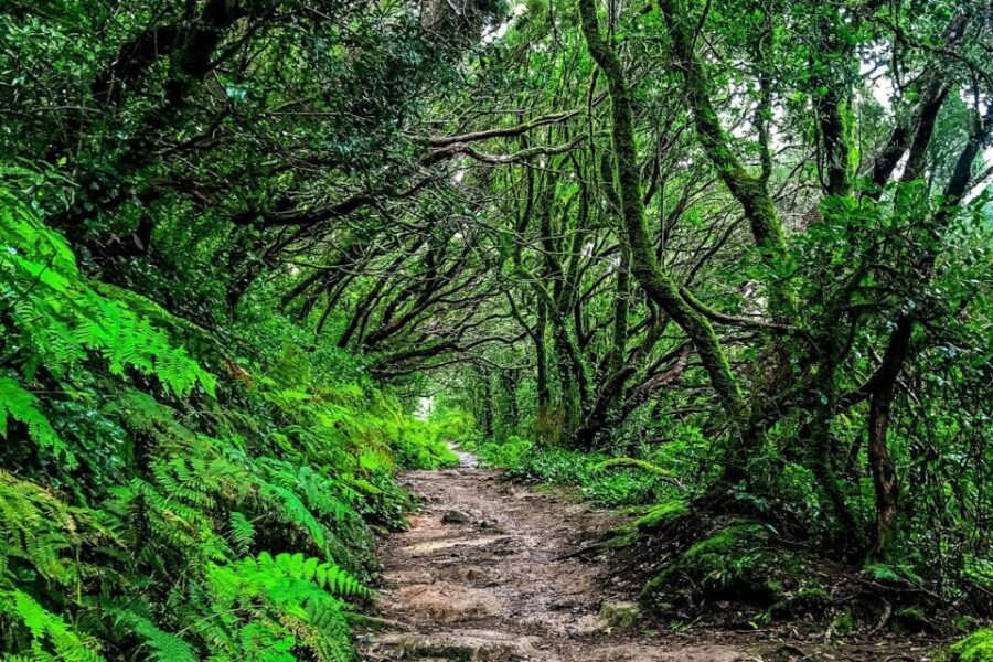 Tenerife: Anaga Rural Park Private Tour - San Cristóbal de La Laguna: ending in a UNESCO city