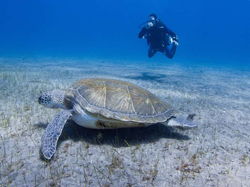 Tenerife: Beginner Scuba Diving Experience with Pickup - The 3 Hours On Your Schedule: Briefing First, Then Skills, Then Time Under