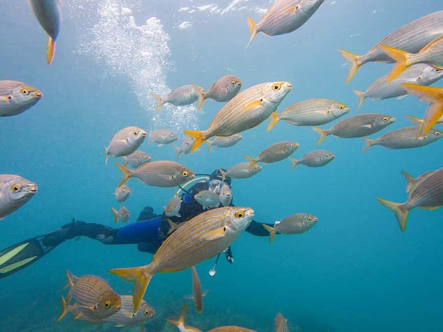 Tenerife: Beginner Scuba Diving Experience with Pickup - What to Bring (and What Rules You Should Follow)