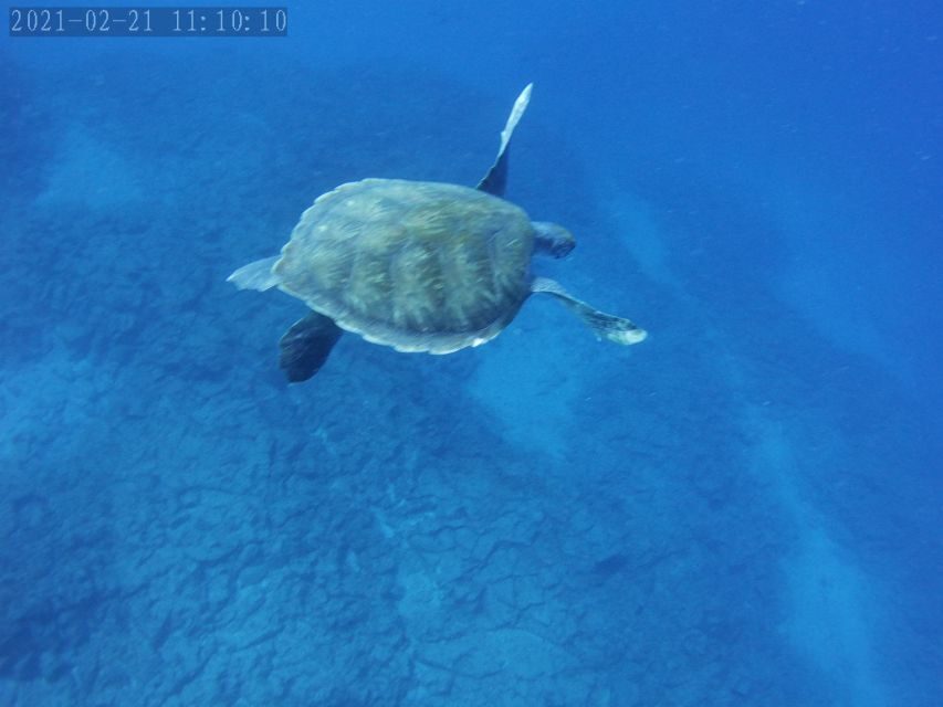 Tenerife: Beginner's Dive at a Spot with Turtle Sightings - Following the Instructor: How the Experience Feels Like a Lesson, Not a Stunt