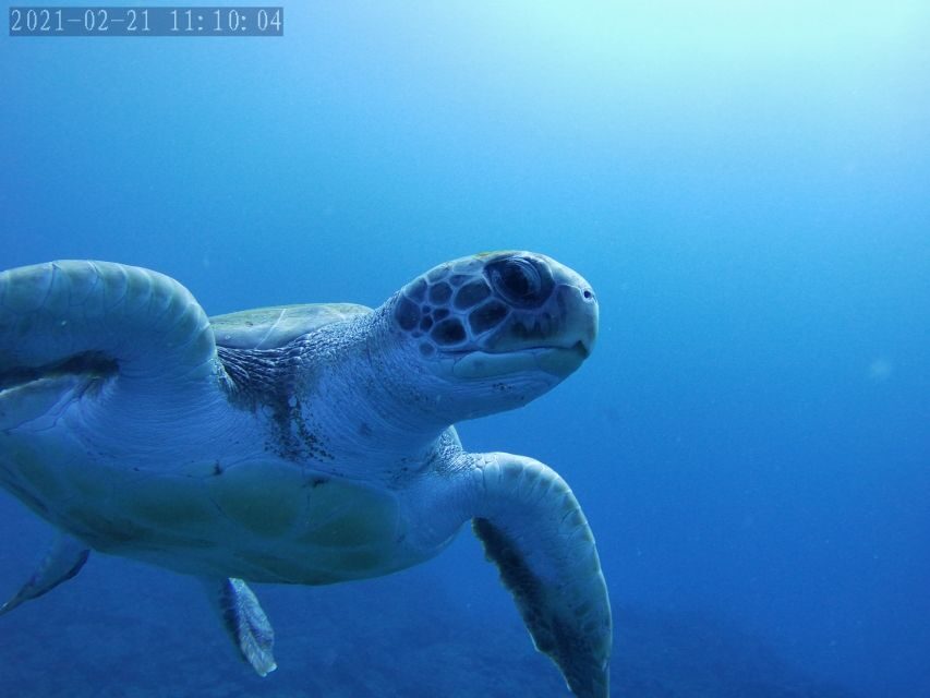 Tenerife: Beginner's Dive at a Spot with Turtle Sightings - Marine Life Chances: What You Can Hope For (and What You Should Not Assume)