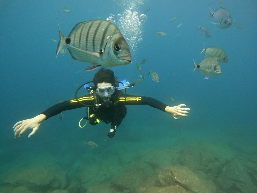 Tenerife: Beginners Scuba Dive Experience in Turtle Area - Key highlights you’ll actually care about