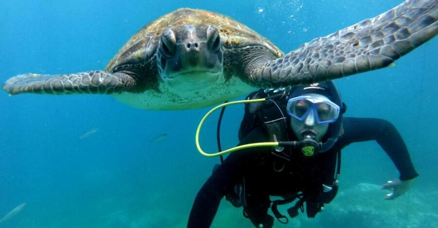 Tenerife: Beginners Scuba Dive Experience in Turtle Area - Costa Adeje start: where the day begins (and how to find it)