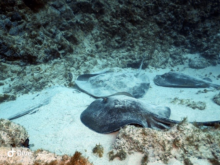 Tenerife: Beginners Scuba Dive Experience in Turtle Area - Your first scuba session: max depth, easy rules, close coaching